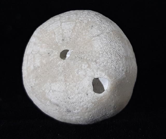 Galerites vulgaris (LESKE 1776) - Bild © FossNet FossilienStore